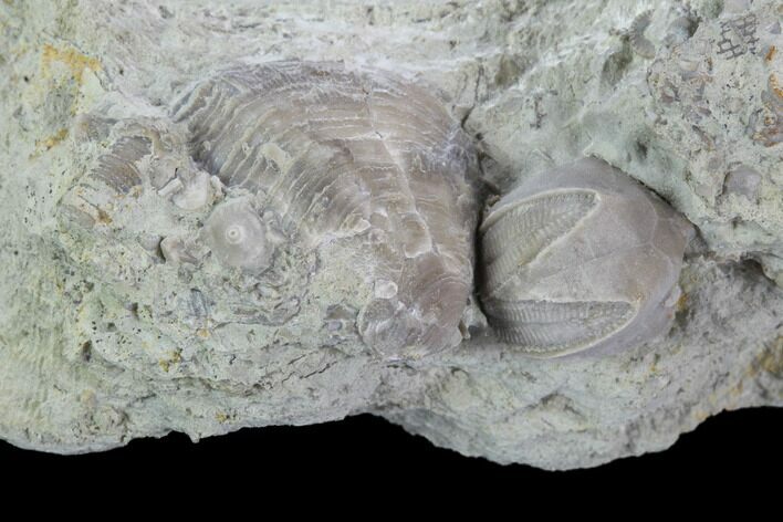 Blastoid (Pentremites) Fossil - Illinois #92232